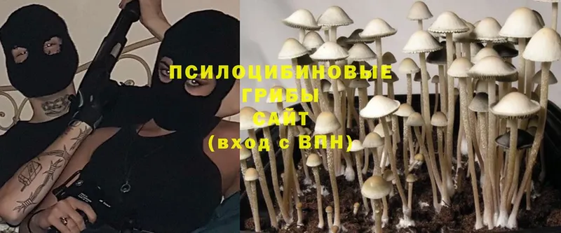 Псилоцибиновые грибы Cubensis  Бирюч 